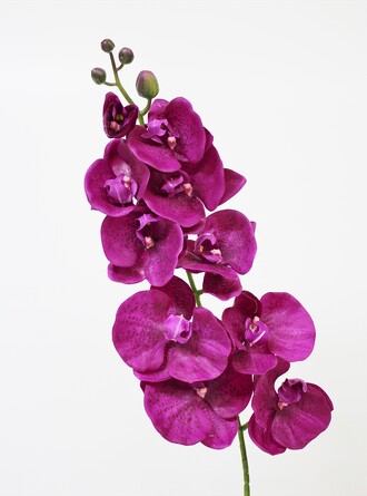 Орхидея Фаленопсис 102 см Coneko