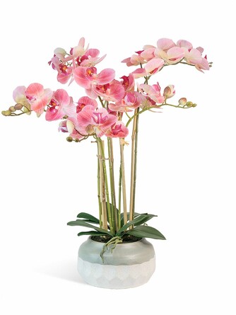 Орхидея Фаленопсис 5 веток в керамическом кашпо Gerard de ros