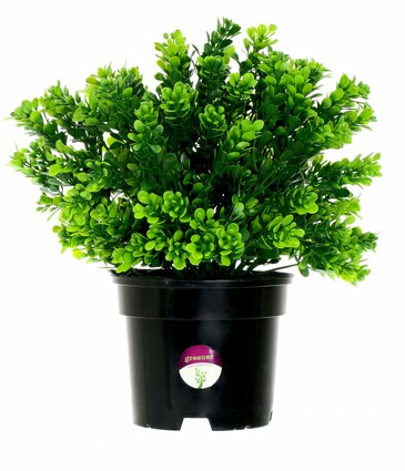 Самшит, 30 см Greener