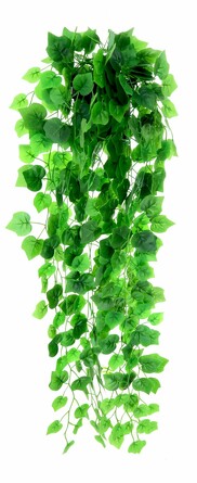 Виноград ампельный, 90 см Greener