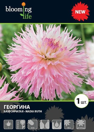Георгина бахромчатая Надя Руз, 1 луковица Blooming Life