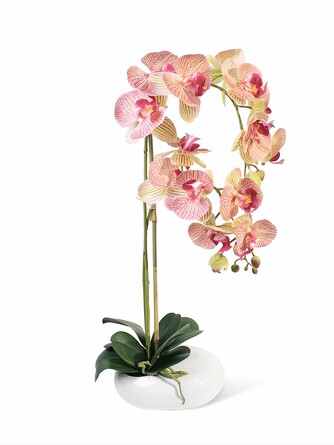 Орхидея Фаленопсис 2 ветки в керамическом кашпо Камень Gerard de ros