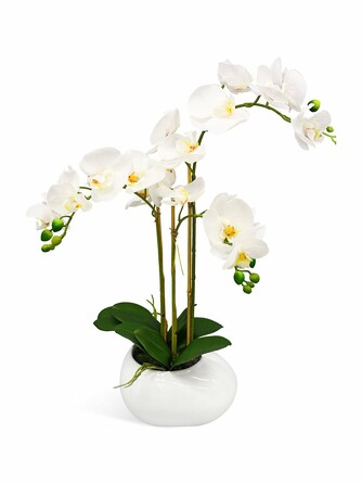 Орхидея фаленопис 3 ветки в керамическом кашпо Камень белое Gerard de ros