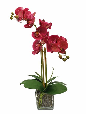 Орхидея фаленопсис 2 ветки в стеклянном Кубе Gerard de ros