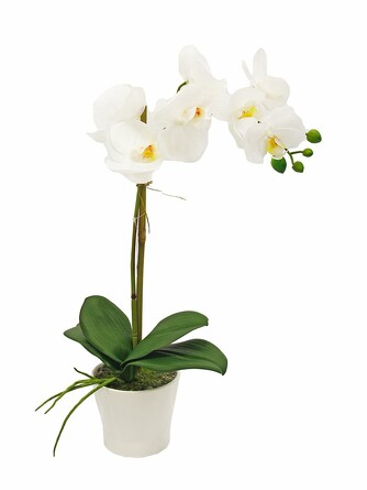 Орхидея 1 ветка в белом керамическом кашпо Gerard de ros