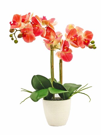 Орхидея Фаленопсис 2 ветки в керамическом белом кашпо Gerard de ros