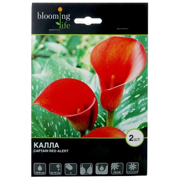Калла Ред Алерт (2 клубня) Blooming Life