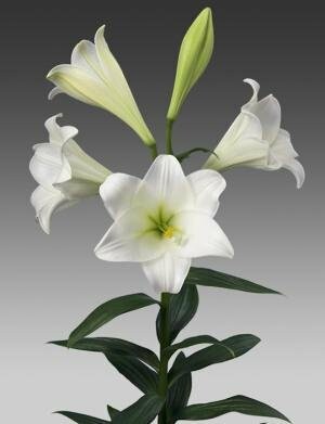 Лилия длинноцветковая Торре Дель Соль, 5 луковиц Botanic Collection