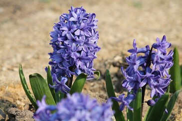 Гиацинт садовый Остара, 2 луковицы My Garden