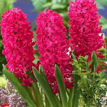 Гиацинт садовый Ян Бос, 2 луковицы My Garden