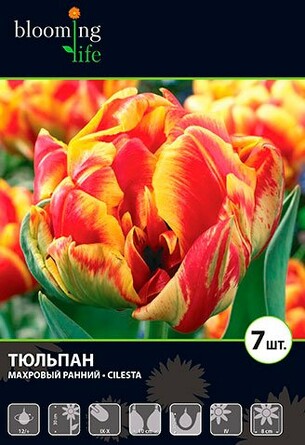 Тюльпан махровый ранний Силеста (7 клубней) Blooming Life