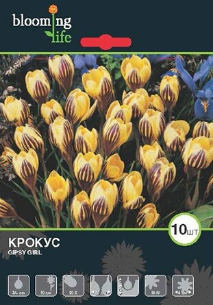 Крокус ботанический Джипси Герл (10 клубней) Blooming Life