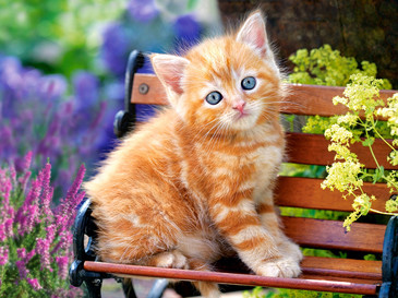 Пазл. Котенок на скамейке (500 дет.) Сastorland