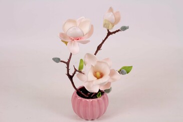 Магнолия mini AltFlowers