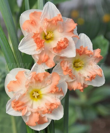 Нарцисс орхидный Кум Лауд, 3 луковицы My Garden