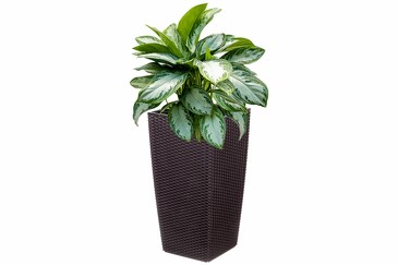 Кашпо Камелия, 42 л EL Casa