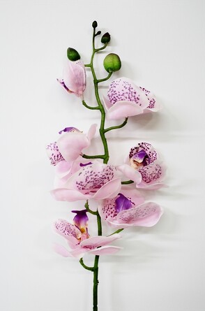 Орхидея Фаленопсис 76 см Coneko