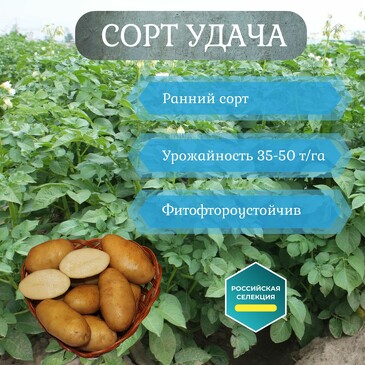 Картофель семенной Удача (суперэлита, 2 кг) Davana Green