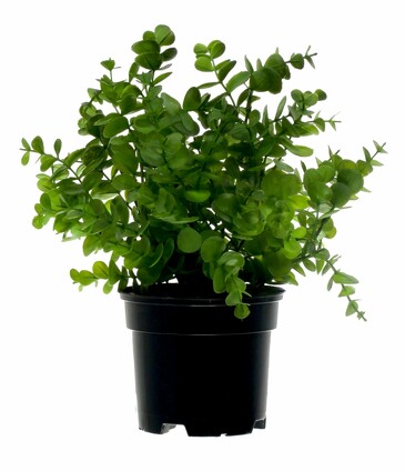 Эвкалипт, 30 см Greener