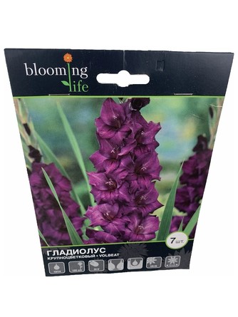 Гладиолус крупноцветковый Волбит (7 клубней) Blooming Life