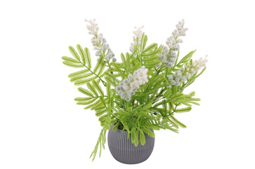 Акация AltFlowers