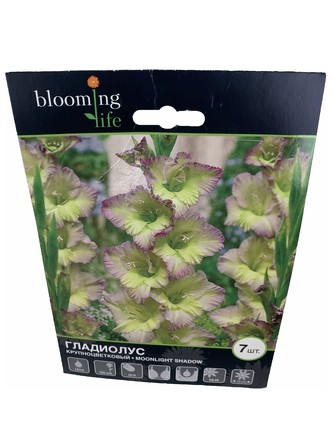 Гладиолус крупноцветковый Мунлайт Шейдоу (7 клубней) Blooming Life