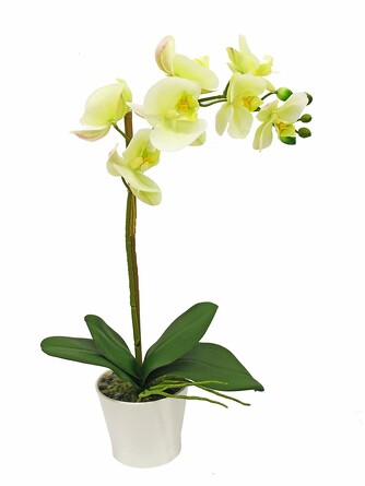 Орхидея 1 ветка в белом керамическом кашпо Gerard de ros