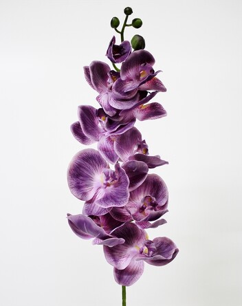 Орхидея Фаленопсис 102 см Coneko