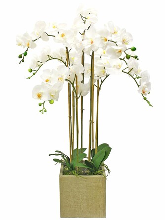 Орхидея фаленопсис 7 веток в керамическом кашпо Куб Gerard de ros