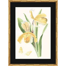 Постер, 44х60 см Vision Studio:Orchids G&C Interiors